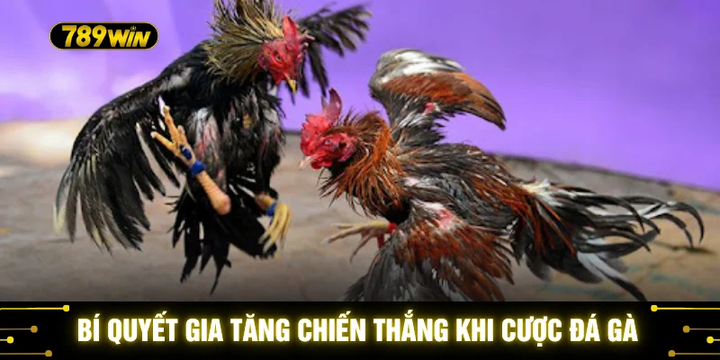 Đá Gà Trực Tiếp Campuchia - Top 5 Lý Do Nên Chơi Tại 789WIN 4 Bí quyết gia tăng chiến thắng khi cược đá gà