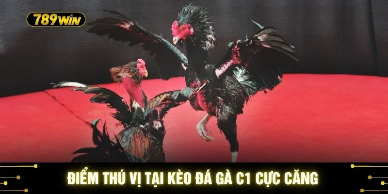 Kèo Đá Gà C1 Cực Căng - Lưu Ý Để Nhận Diện Chiến Kê 2 Điểm thú vị tại kèo đá gà C1 cực căng