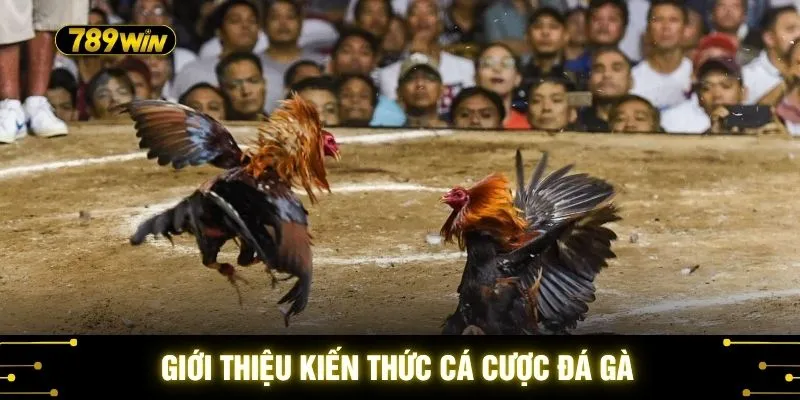 Kiến Thức Cá Cược Gà 789WIN - Quy Tắc Vàng Giúp Bạn Soi Kèo 2 Giới thiệu kiến thức cá cược đá gà