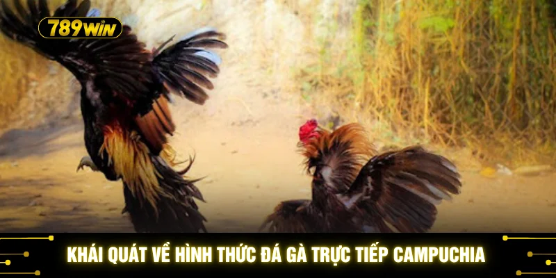 Đá Gà Trực Tiếp Campuchia - Top 5 Lý Do Nên Chơi Tại 789WIN 2 Khái quát về hình thức đá gà trực tiếp Campuchia