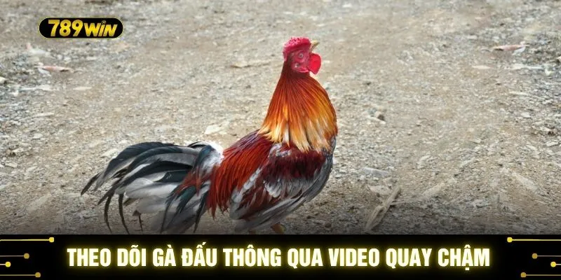 Xem Gà Chọi Ra Đòn 789WIN - Thế Đá Hiểm Hóc Nhất Nhất 4 Theo dõi gà đấu thông qua video quay chậm