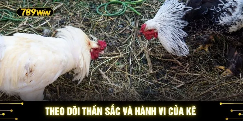 Kèo Đá Gà C1 Cực Căng - Lưu Ý Để Nhận Diện Chiến Kê 4 Theo dõi thần sắc và hành vi của kê