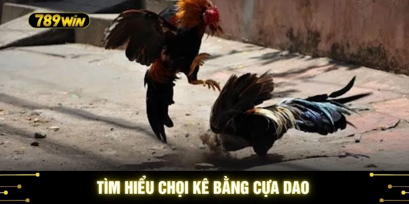 Đá Gà Thomo Mới Nhất 789WIN - Trận Kê Dẫn Đầu Xu Hướng 4 Tìm hiểu chọi kê bằng cựa dao